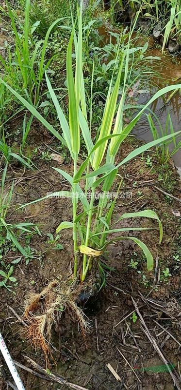 可供贵州贵阳批发水生植物|可供贵阳水生植物花叶芦竹供应