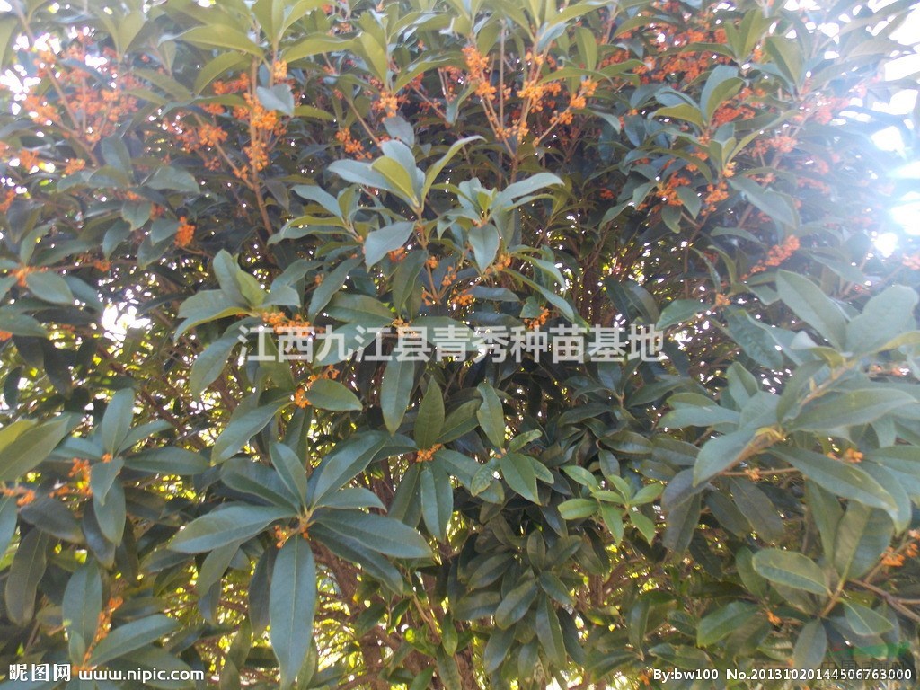 江西九江桂花树,品种多,优质,规格3cm~22cm
