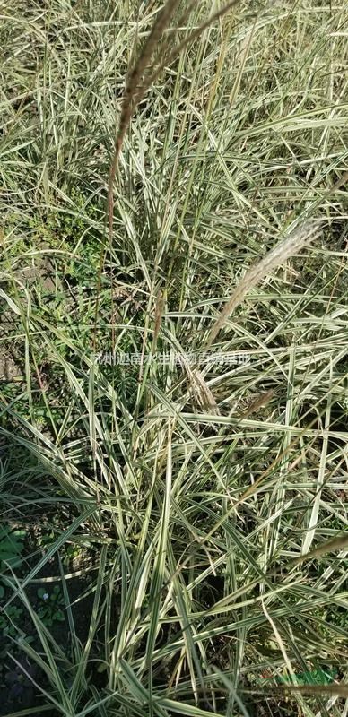 水生植物细叶芒斑叶芒花叶盲细叶芒芒草供应