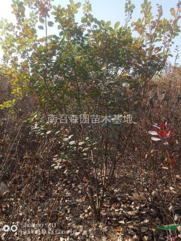 河南南阳供应丛生黄栌,独杆黄栌树.
