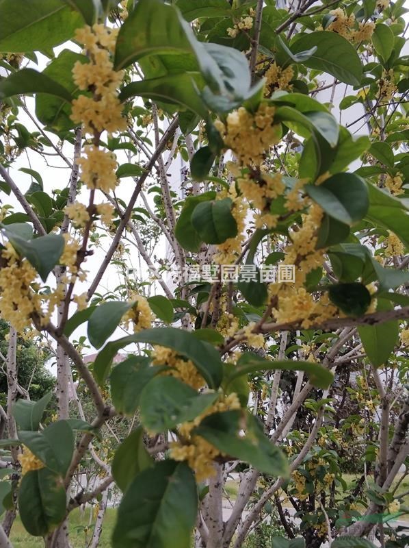 苏州桂花树,金银桂,丹桂