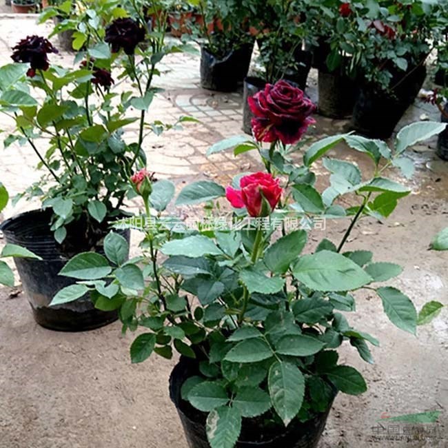 供应黑美人月季 黑美人玫瑰月季花 切花大花月季工程苗