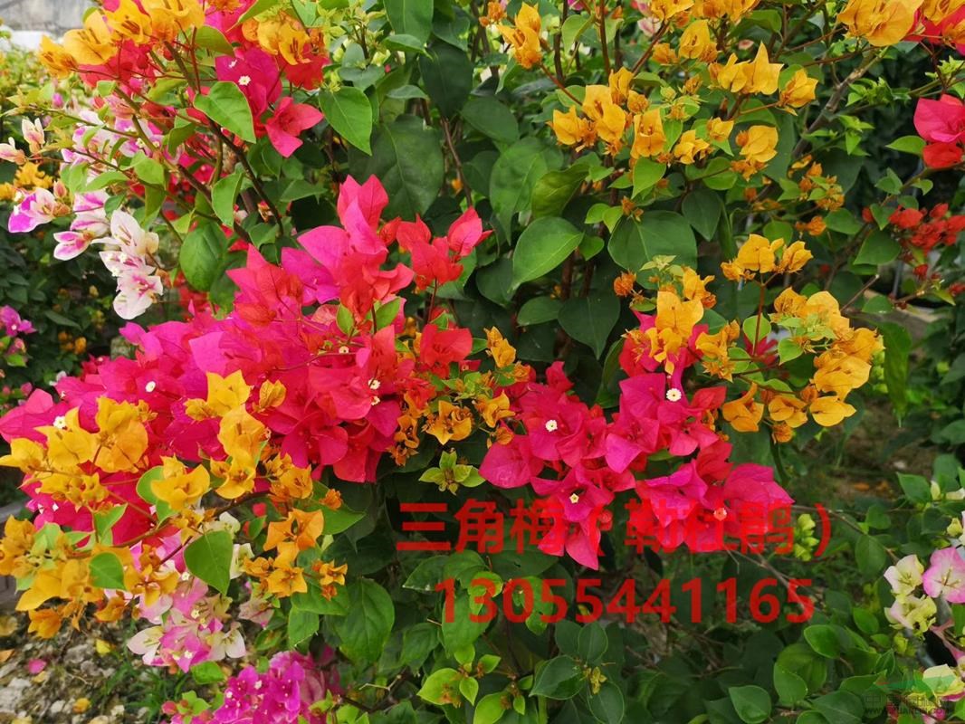 三角梅多少钱一颗?红花还是紫花,黄花,多花,水红色,基地价格