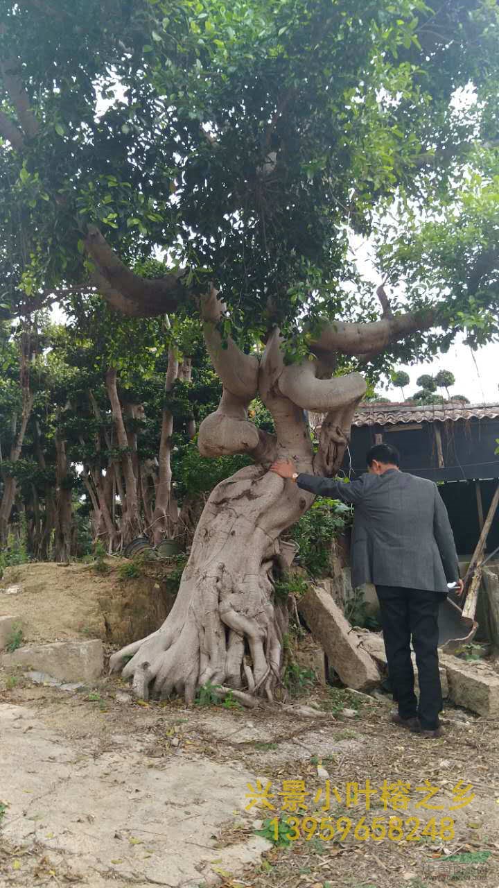 气根造型榕树盆景,基地批发价格