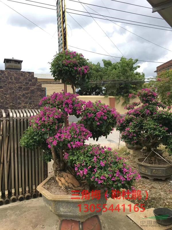 福建勒杜鹃盆景造型图片,三角梅种植产地批发价格