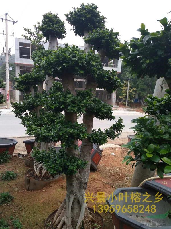 附石头小叶榕树造型盆景批发基地
