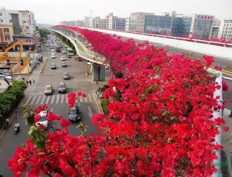 水红色三角梅盆景批发基地,造型图片漂亮,小苗价格便宜,热销深图片