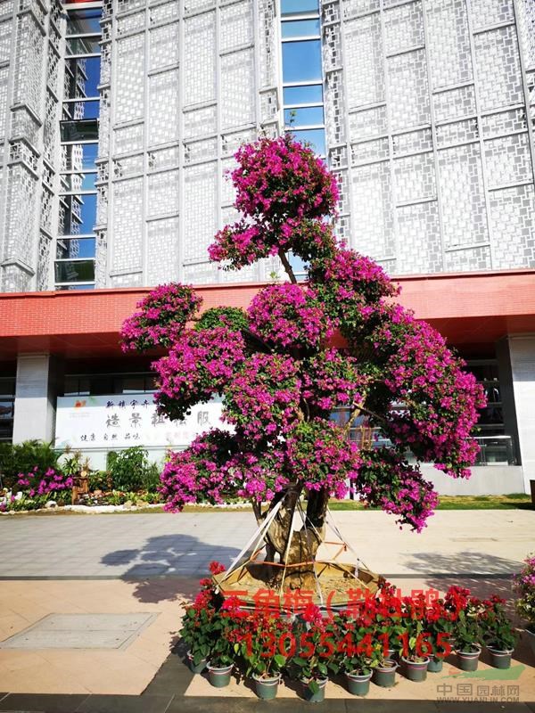 三角梅桩头盆栽价格,三角梅老桩景盆景造型基地图片