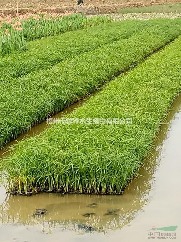 可供重庆水生植物基地|可供重庆水生植物供应商|旱伞草