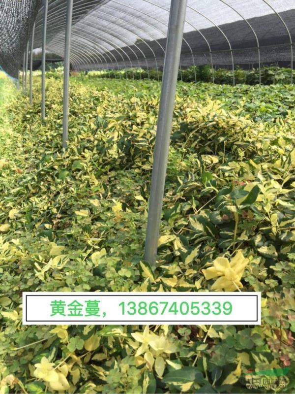 黄金蔓 黄金蔓小杯