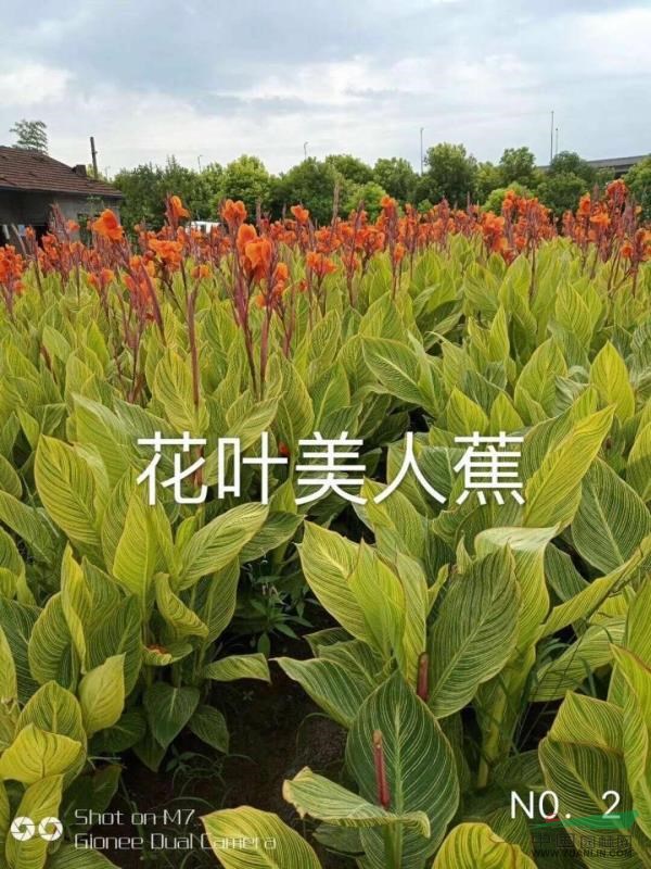 杭州永恩水生植物自产自销大量批发各色美人蕉,蒲苇,香蒲等