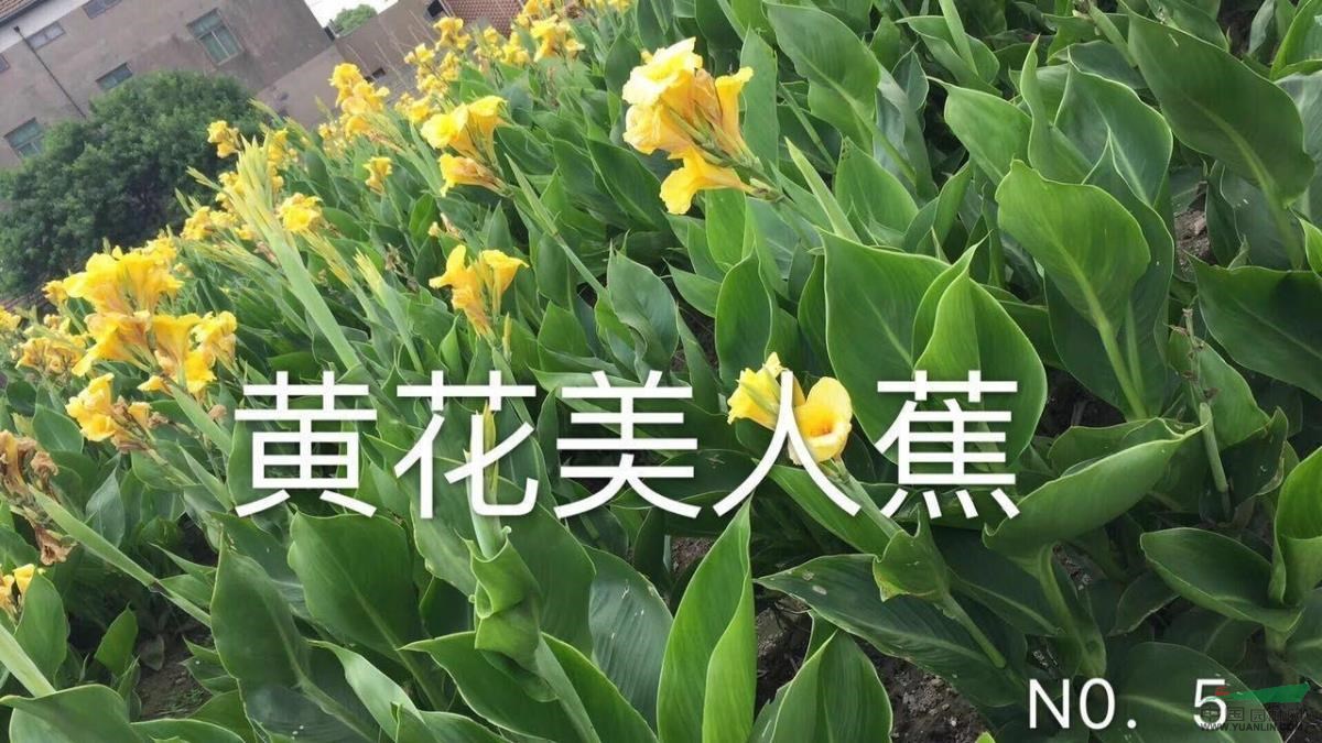 杭州永恩水生植物自产自销大量批发各色美人蕉,蒲苇,香蒲等