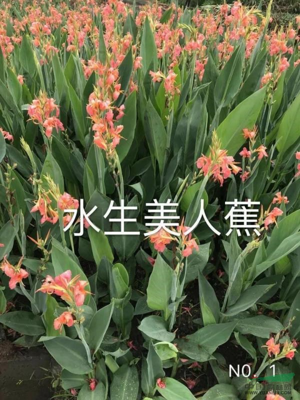 杭州永恩水生植物自产自销大量批发各色美人蕉,蒲苇,香蒲等