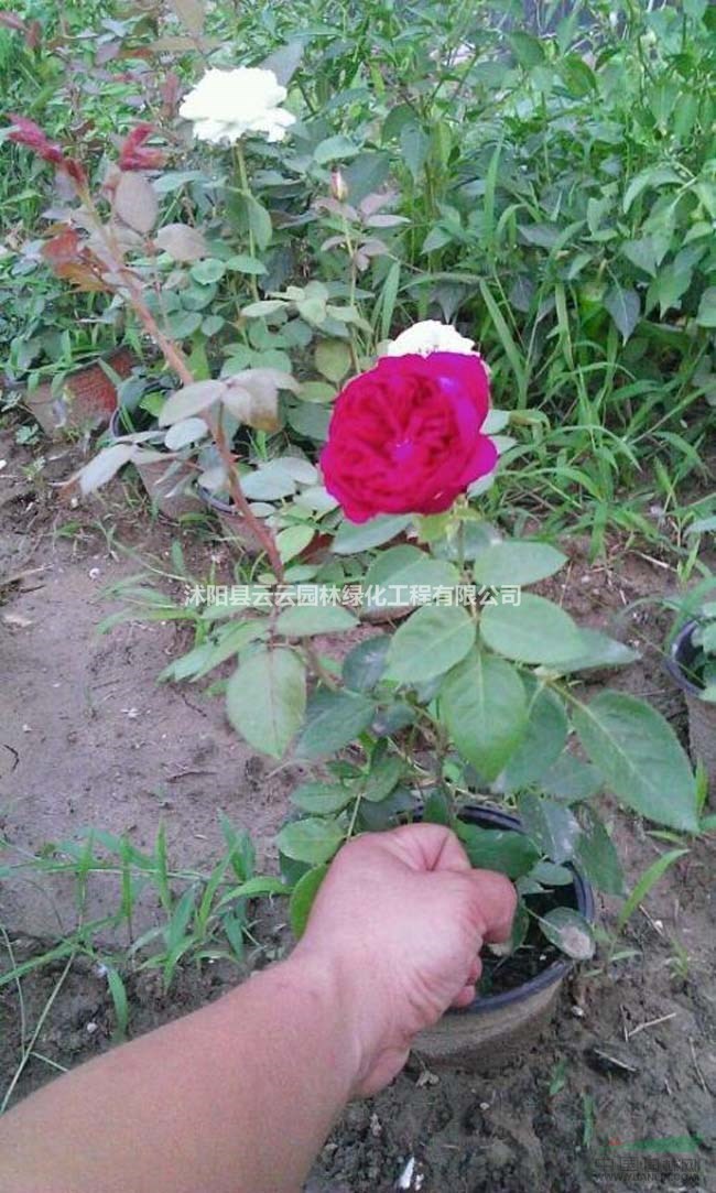 福斯塔夫月季 欧洲月季 欧洲藤本盆栽月季 月季花卉