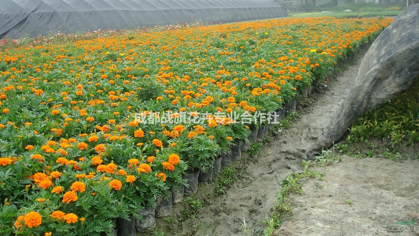 孔雀草春节花卉 孔雀草价格 温江孔雀草苗圃直销 批量