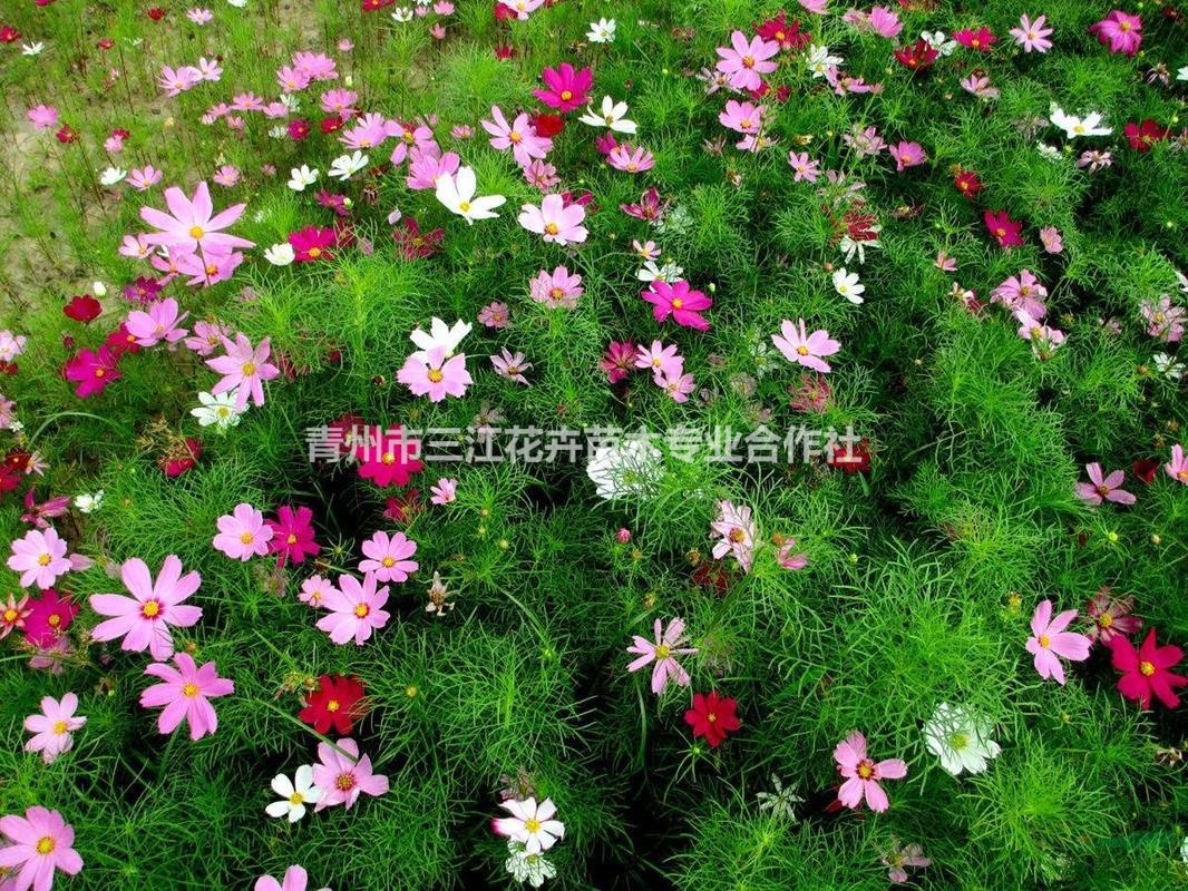 格桑花花海_格桑花种植方法_格桑花种子批发图片