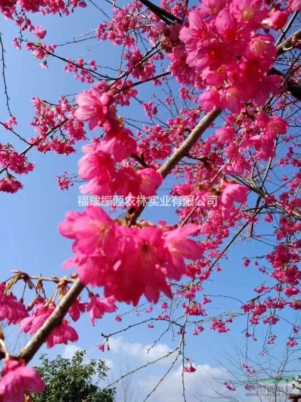 福建供应大量樱花 中国红