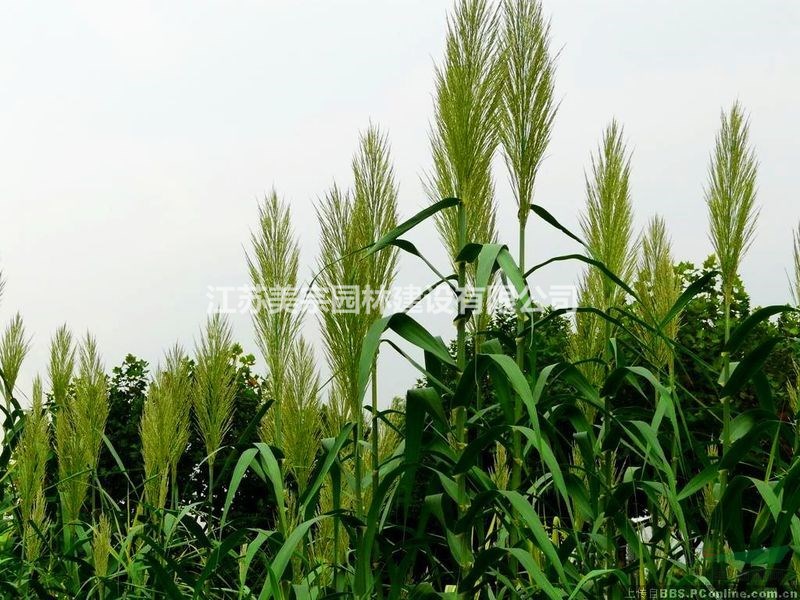 供应各种水生植物芦苇_鱼腥草_千屈菜_水葱_香蒲_睡莲_荷花