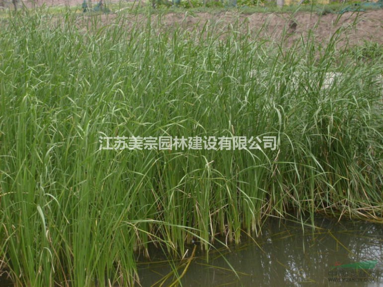 供应各种水生植物芦苇_鱼腥草_千屈菜_水葱_香蒲_睡莲_荷花