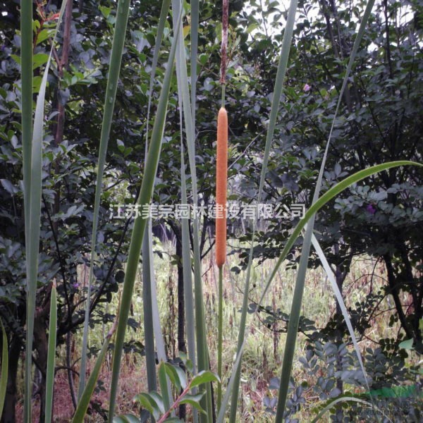 供应各种水生植物芦苇_鱼腥草_千屈菜_水葱_香蒲_睡莲_荷花