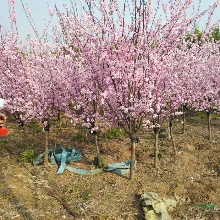 美人梅价格_美人梅图片_美人梅基地图片