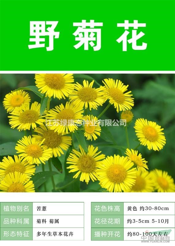 供应野菊花杯苗,野菊花种子.各类花卉种子澳门龙虎斗平台种子草籽