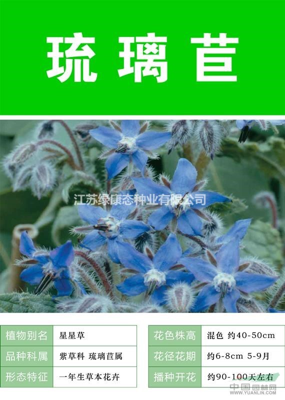 琉璃苣 常年供应草花种子澳门龙虎斗平台种子草籽 花海必备