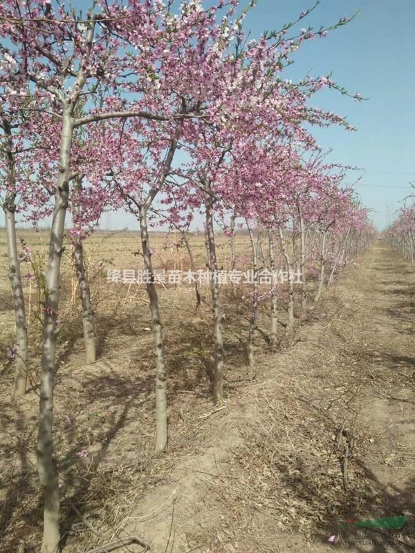 桃树的生长习性是怎么样的?是哪里的产地_生长习性__形态特征