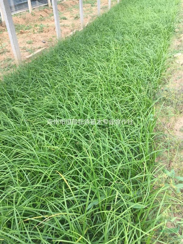 涝峪苔草青州种植基地报价涝峪苔草