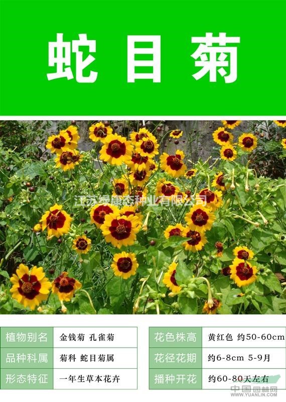 各类花卉种子澳门龙虎斗平台种子草籽