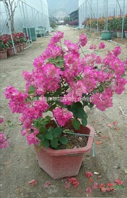 森华花卉专业批发各种规格重瓣三角梅