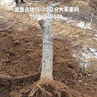 苹果树生长在哪里?苹果树分布地区?山西苹果