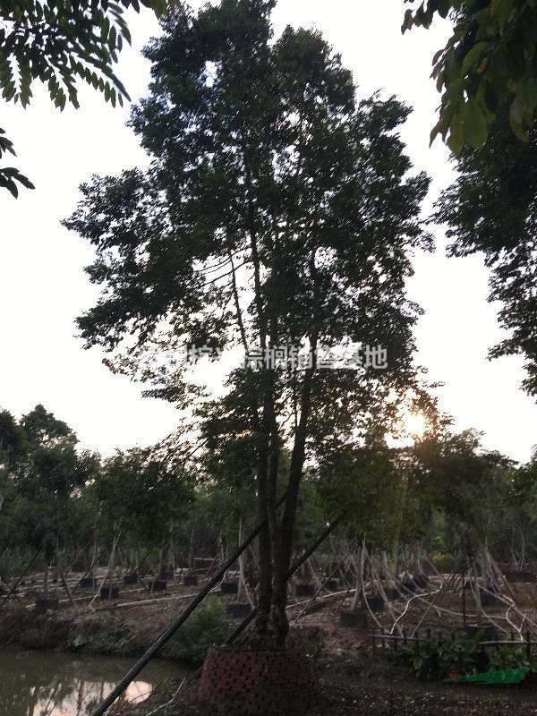 福建漳州供应子母树,母生树