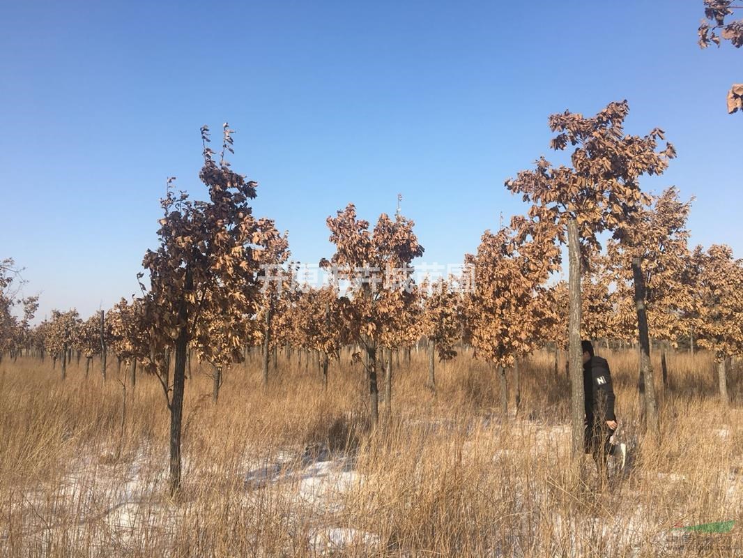 2018年热销苗木【蒙古栎 本地苗圃定值,市场价格出售