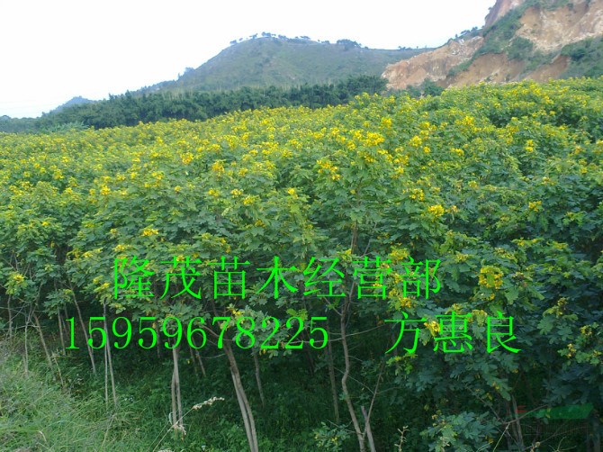 漳州【代购代办】精品 5cm黄花槐 袋苗 精品货