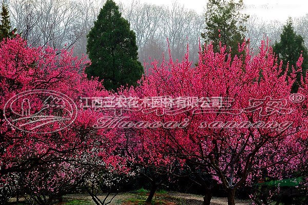 梅花苗梅花树梅花基地_骨红朱砂梅品种介绍基地_种植