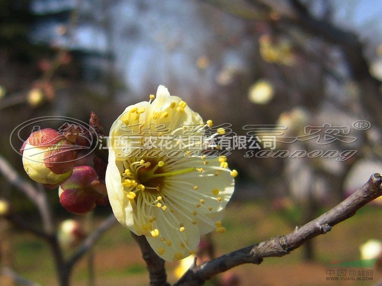 驻马店梅花苗梅花树梅花基地_曹王黄香梅品种介绍