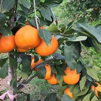 象山红美人柑橘苗正宗爱媛28号果树苗一周年