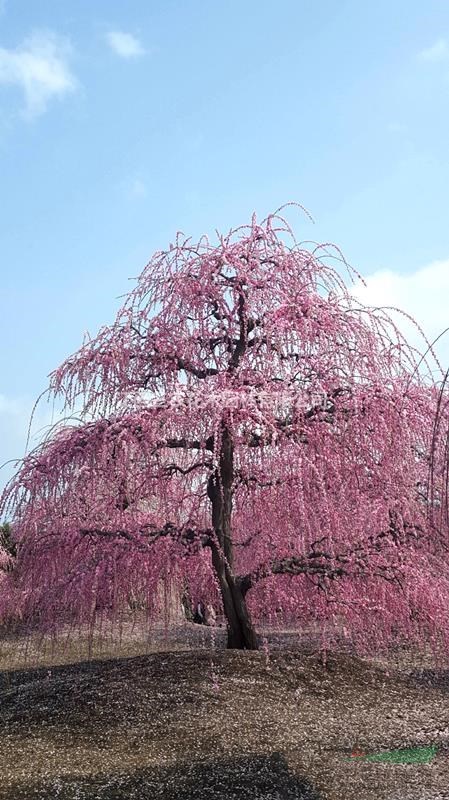 梅花苗梅花树梅花基地_粉皮垂枝梅品种介绍