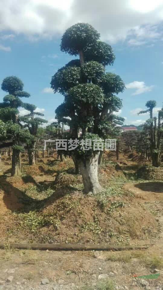 造型红果冬青,广西红果冬青树形优美