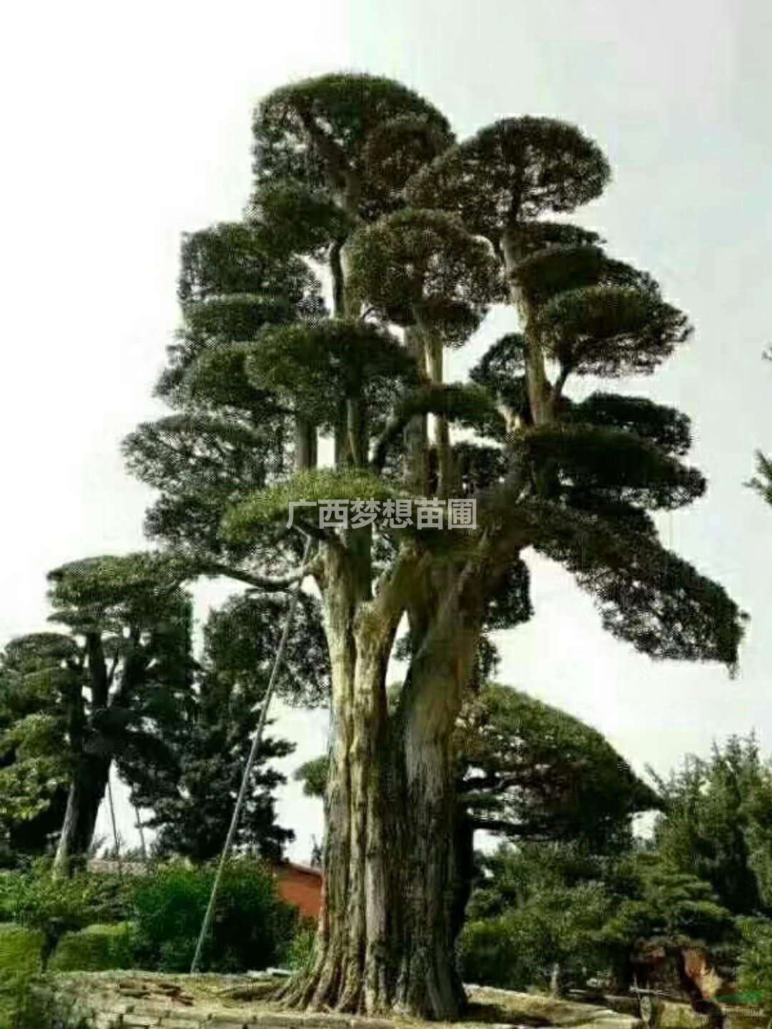 景观造型大罗汉松,广西造型罗汉松