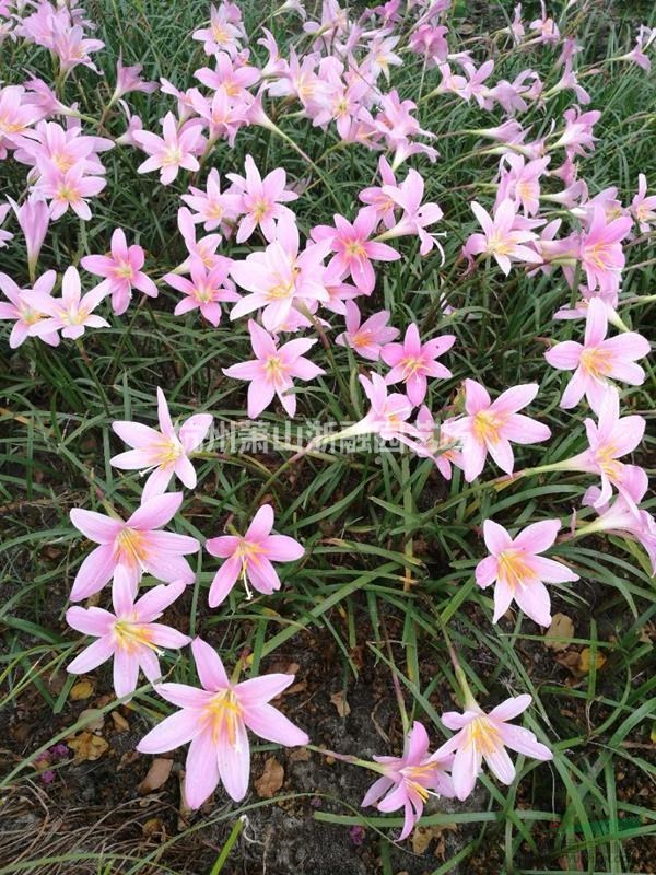 萧山花木供应链服务商:红花韭兰/红王子锦带/虞美人/孔雀草