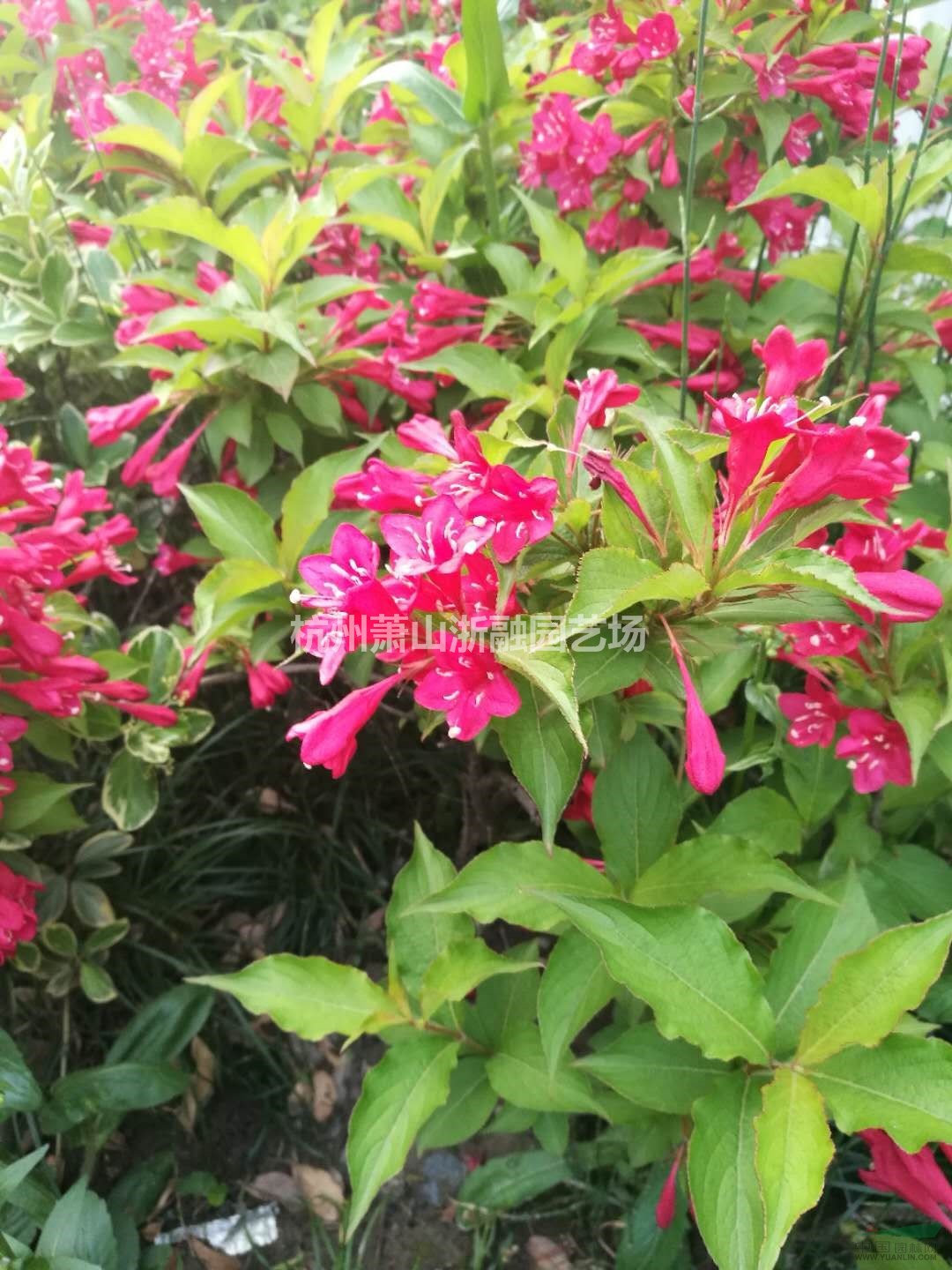 萧山花木供应链服务商:红花韭兰/红王子锦带/虞美人/孔雀草