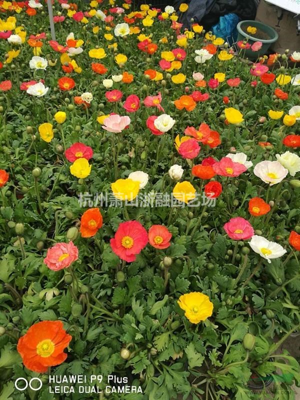 萧山花木供应链服务商:红花韭兰/红王子锦带/虞美人/孔雀草