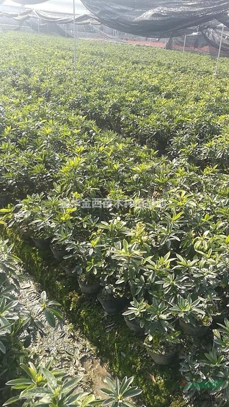 金华金西苗木种植基地 中国园林网