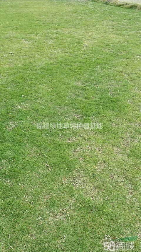 福州草坪/福州草皮/罗源草坪/福建绿化草坪/宁德草皮