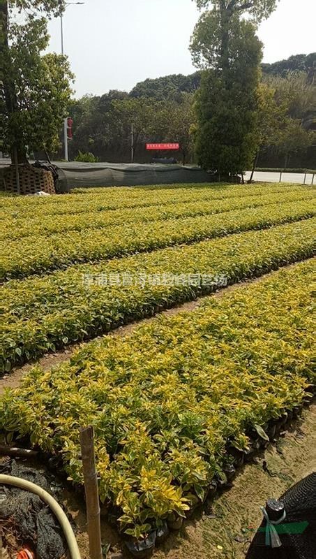 福建金边假连翘小苗