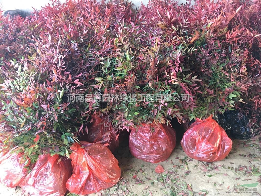 恒耀娱乐基地彩叶花木常绿灌木丛生园林恒耀娱乐恒耀娱乐绿化树苗批发