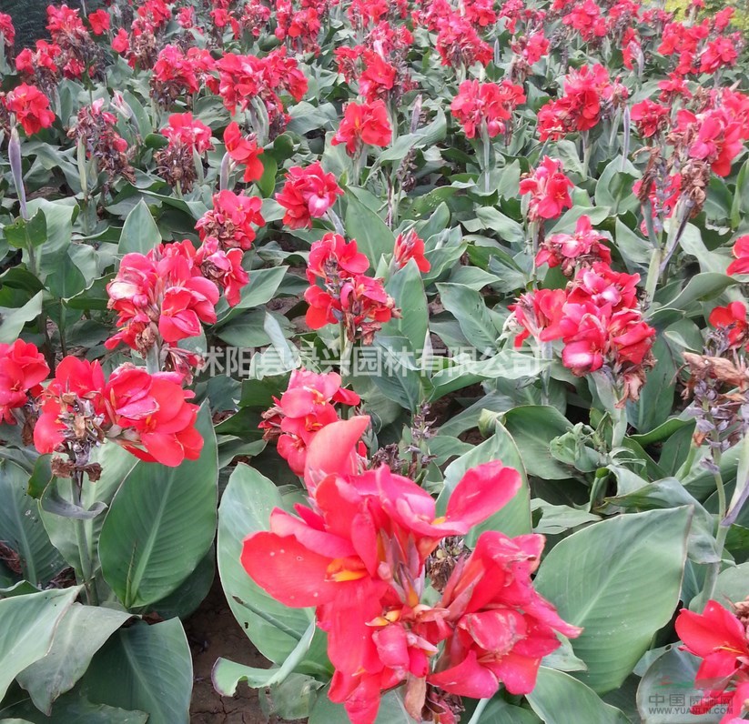 美人蕉 美人蕉价格 美人蕉图片 成活率高 其他草花品种全