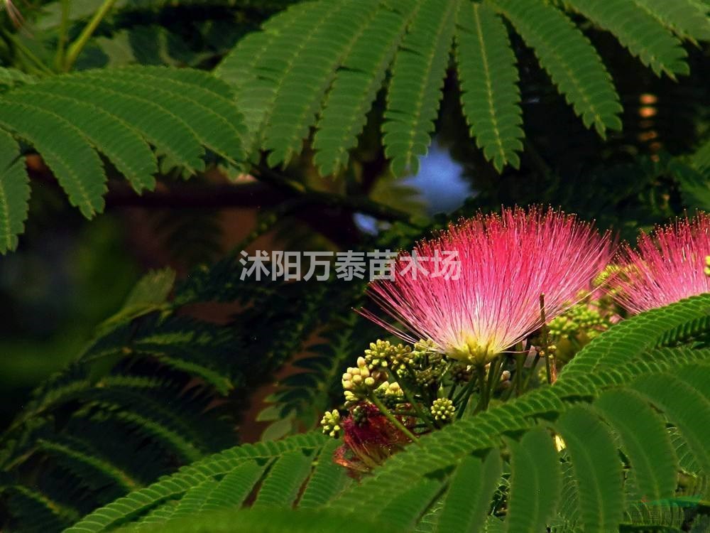 合欢价格,合欢供应,合欢价格